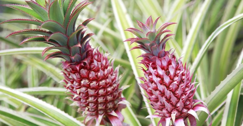como plantar abacaxi roxo