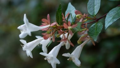 como plantar abelia