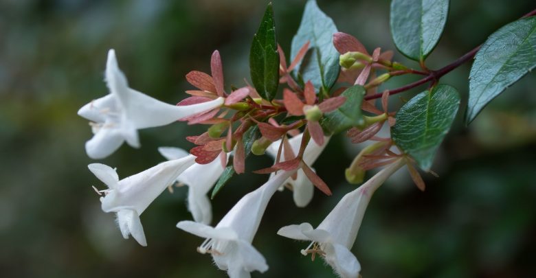como plantar abelia