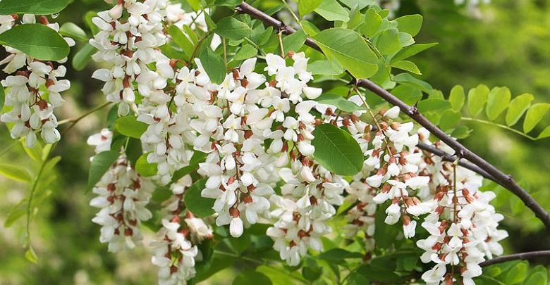 como plantar acacia branca