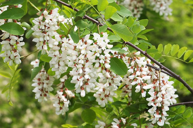 como plantar acacia branca