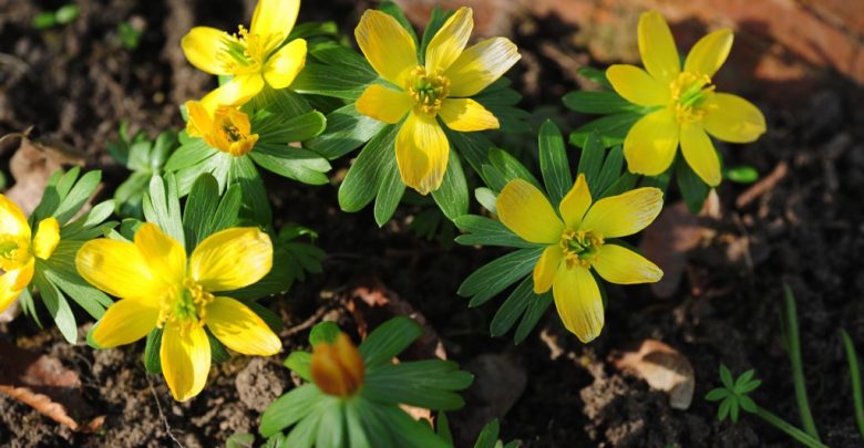 como plantar acônito de inverno