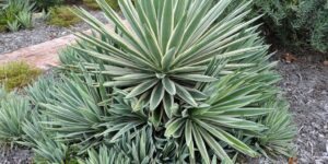 como plantar agave angustifolia