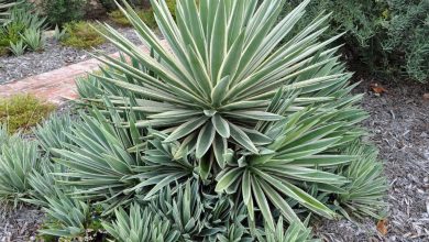 como plantar agave angustifolia