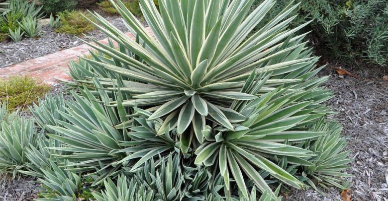 como plantar agave angustifolia