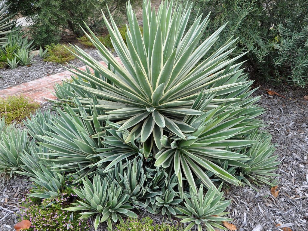 como plantar agave angustifolia