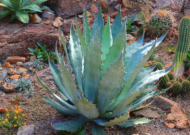 como plantar agave colorata