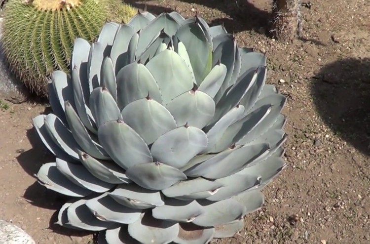 como plantar agave de alcachofra