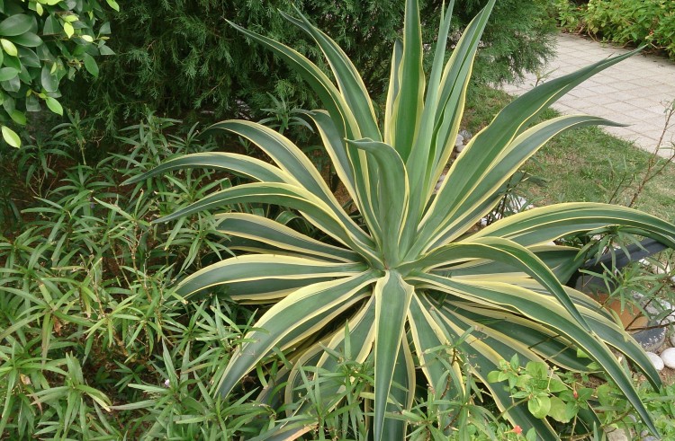 como plantar agave desmettiana