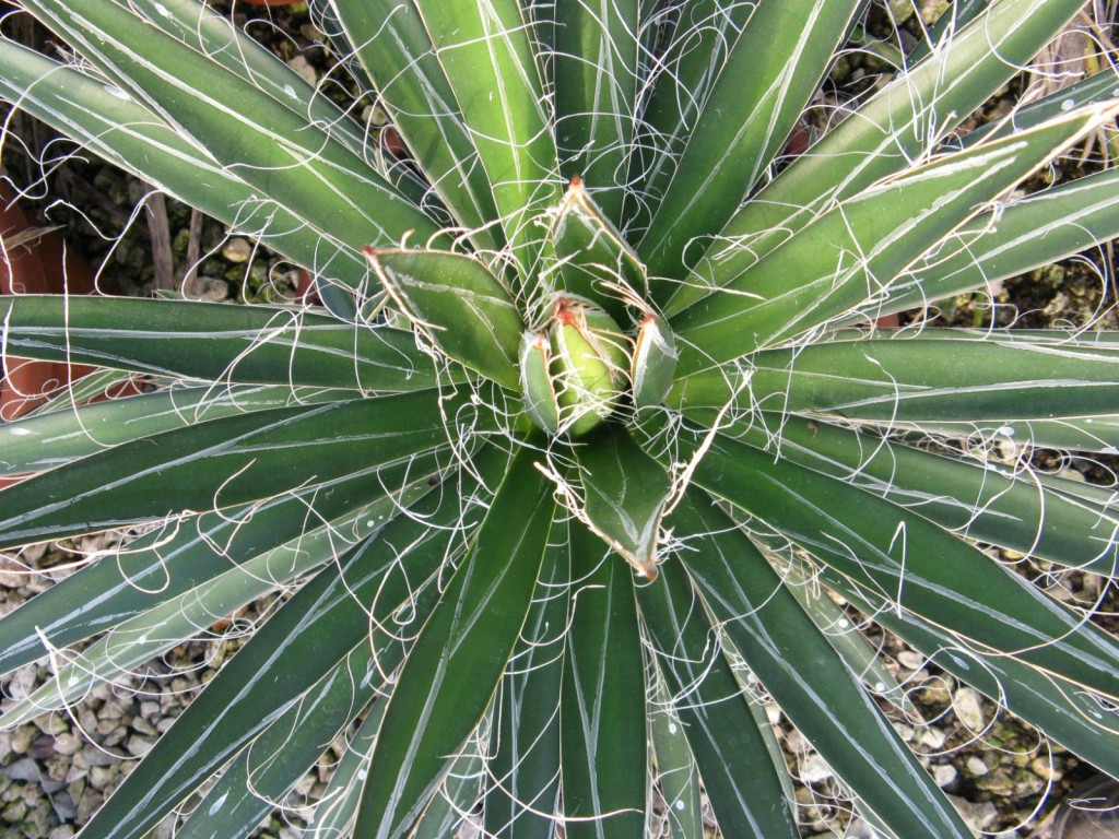 como plantar agave filifera