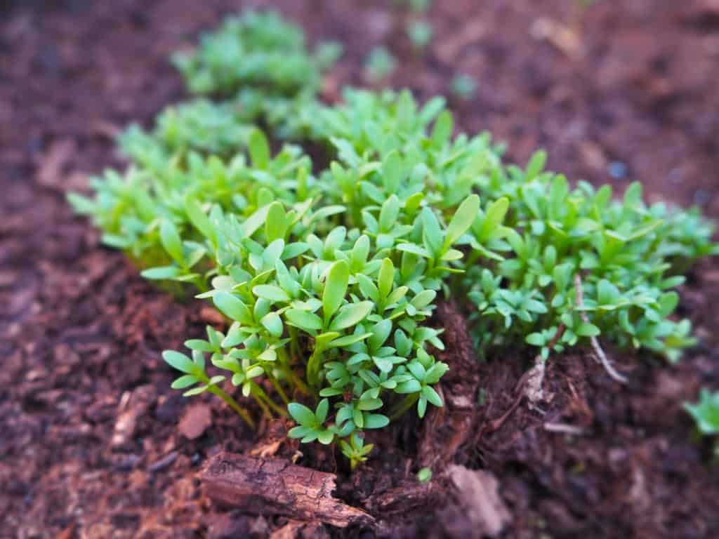 como plantar agriao da terra