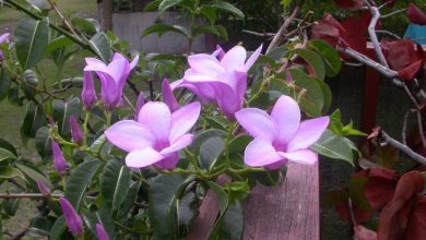 como plantar alamanda roxa