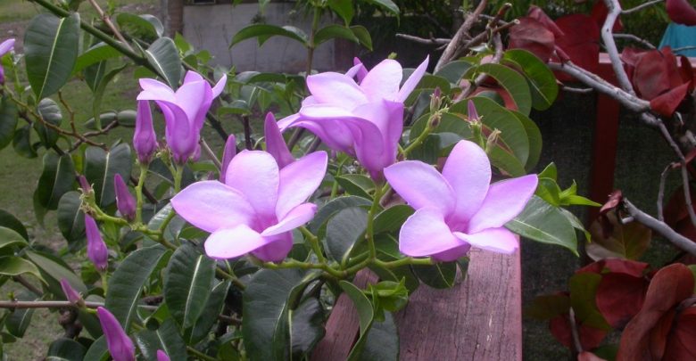 como plantar alamanda roxa