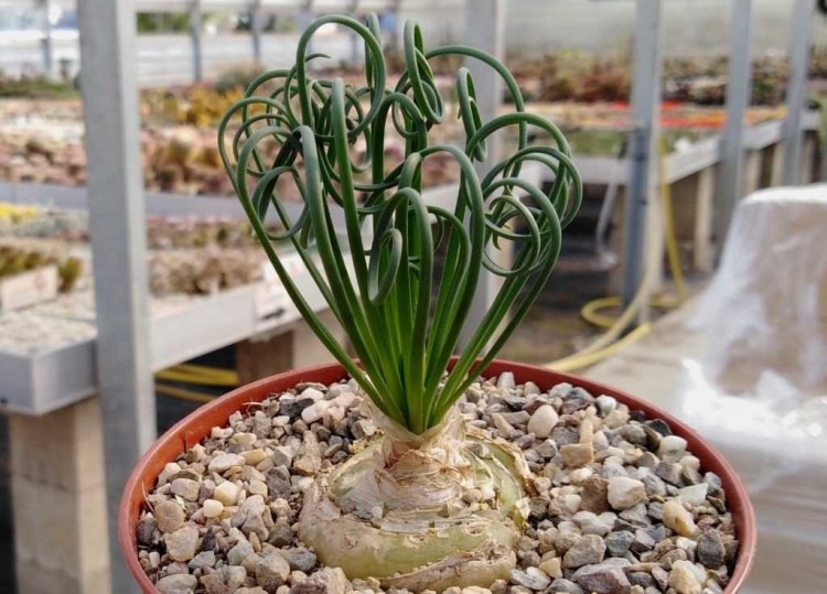 como plantar albuca spiralis