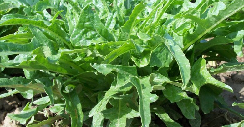como plantar alface cerbiatta
