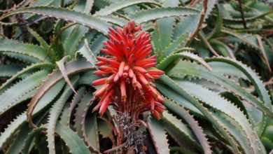 como plantar aloe ciliar