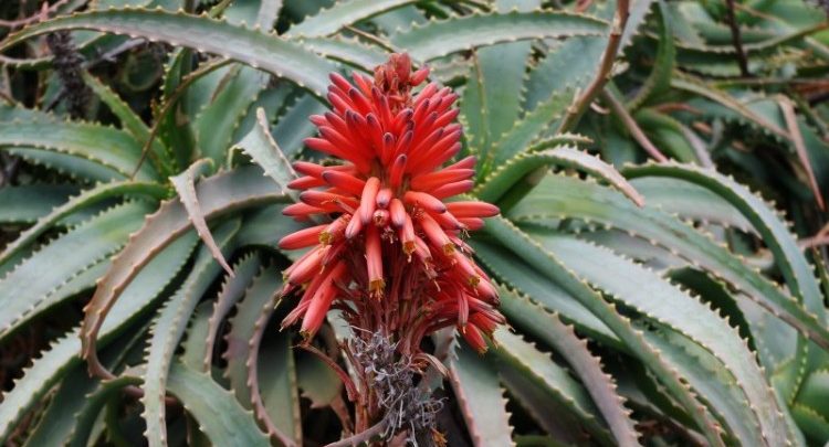 como plantar aloe ciliar