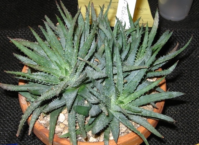 como plantar aloe humilis