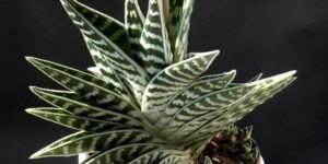 como plantar aloe variegata