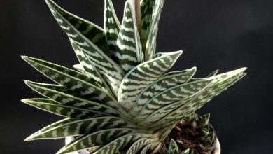 como plantar aloe variegata