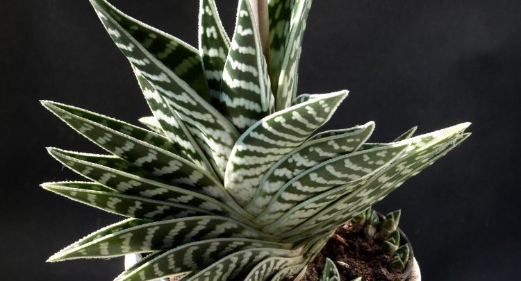 como plantar aloe variegata