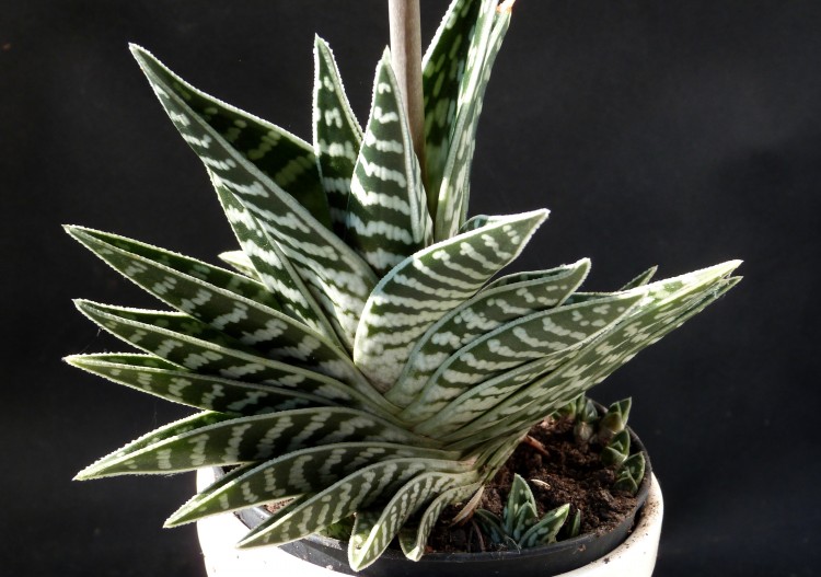 como plantar aloe variegata