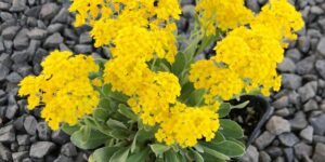 como plantar alyssum amarelo