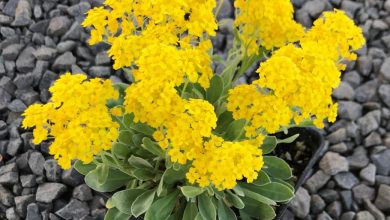 como plantar alyssum amarelo