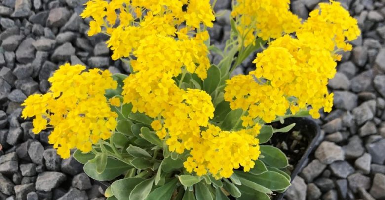 como plantar alyssum amarelo