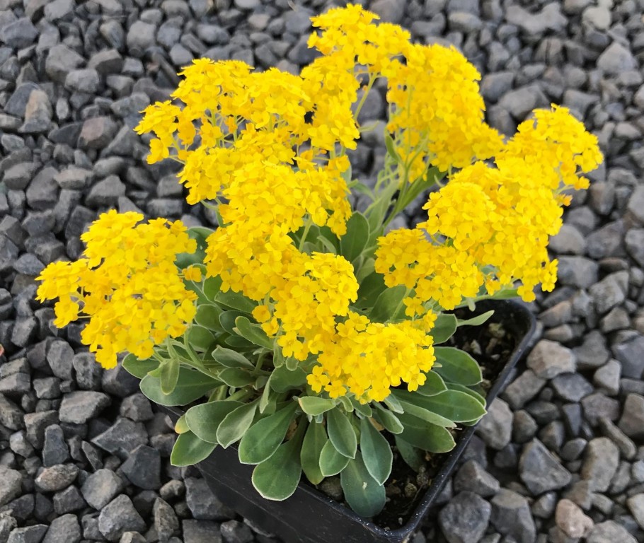 como plantar alyssum amarelo