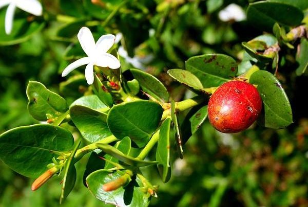 como plantar ameixa natal