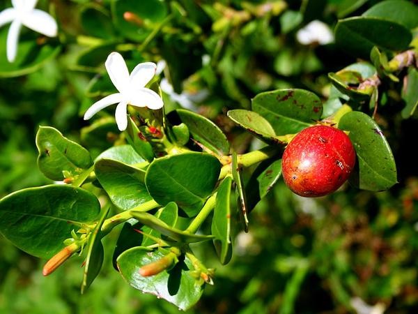 como plantar ameixa natal