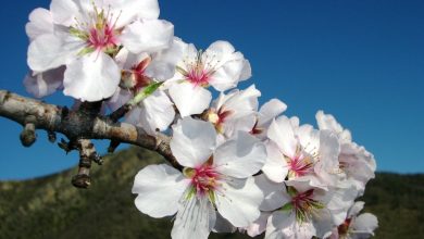 como plantar amendoa em flor