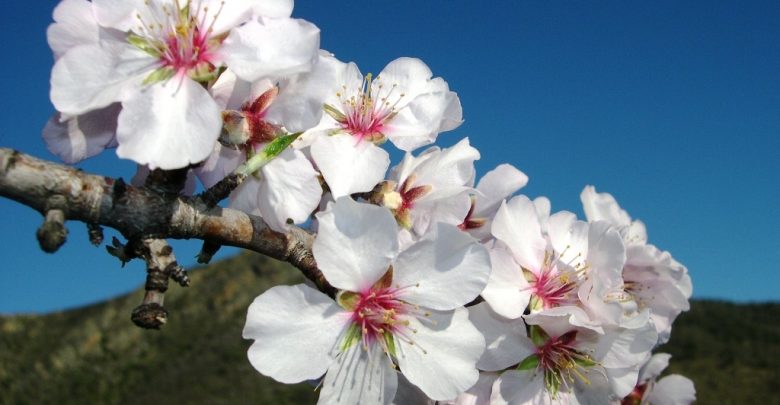 como plantar amendoa em flor