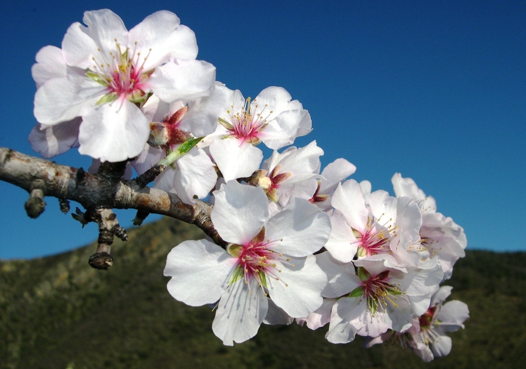 como plantar amendoa em flor