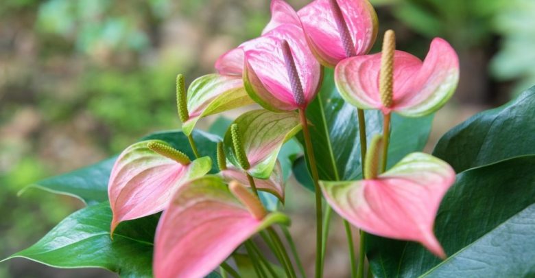 como plantar anturio