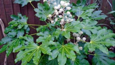 como plantar aralia