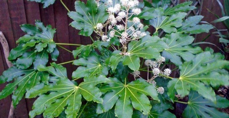 como plantar aralia