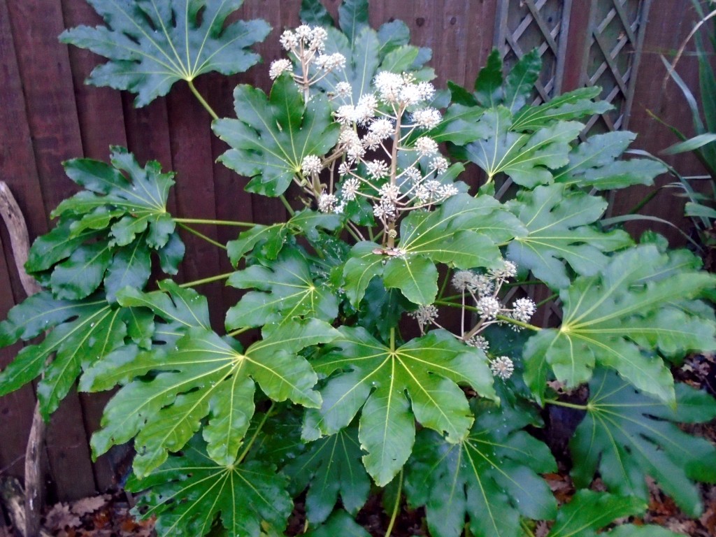 como plantar aralia