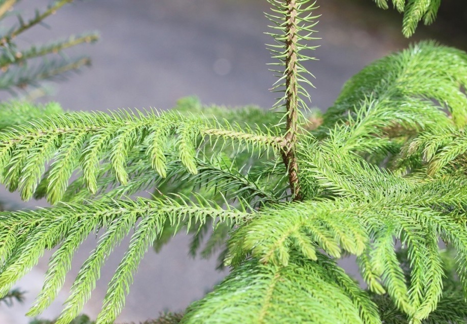 como plantar araucaria