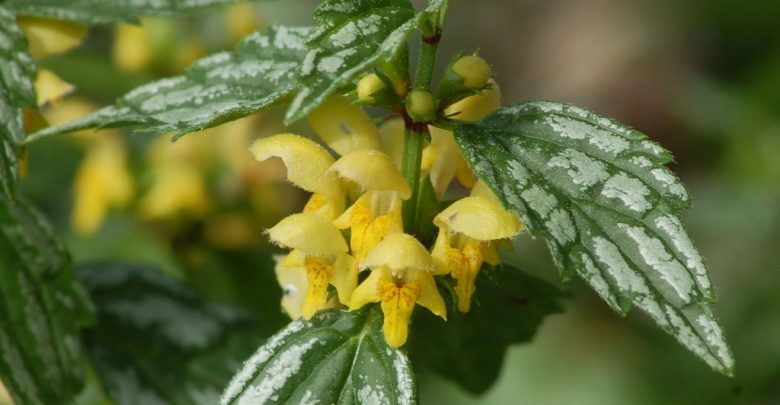 como plantar arcanjo amarelo