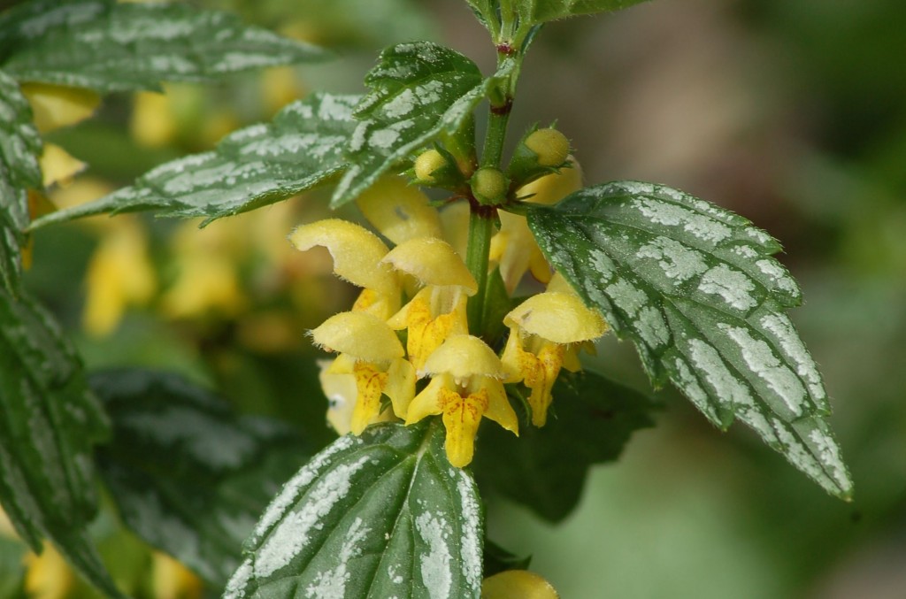 como plantar arcanjo amarelo