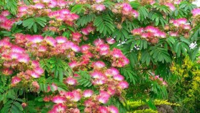 como plantar arvore da seda