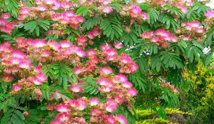 como plantar arvore da seda