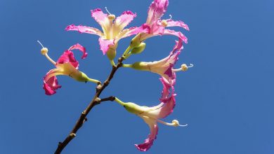 como plantar arvore fio de seda