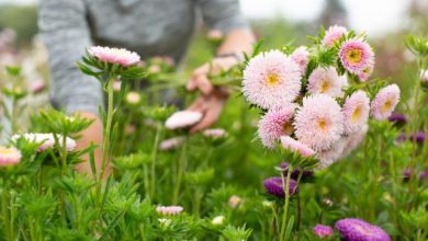 como plantar aster da china