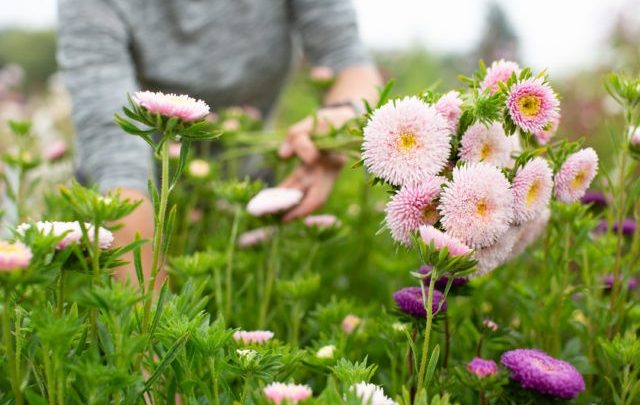 como plantar aster da china