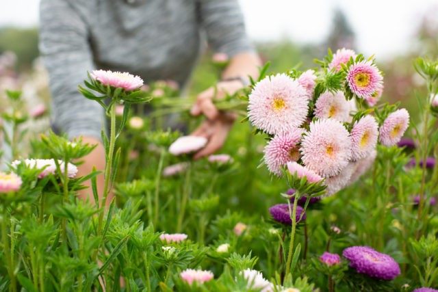 como plantar aster da china