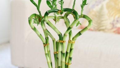 como plantar bambu da sorte