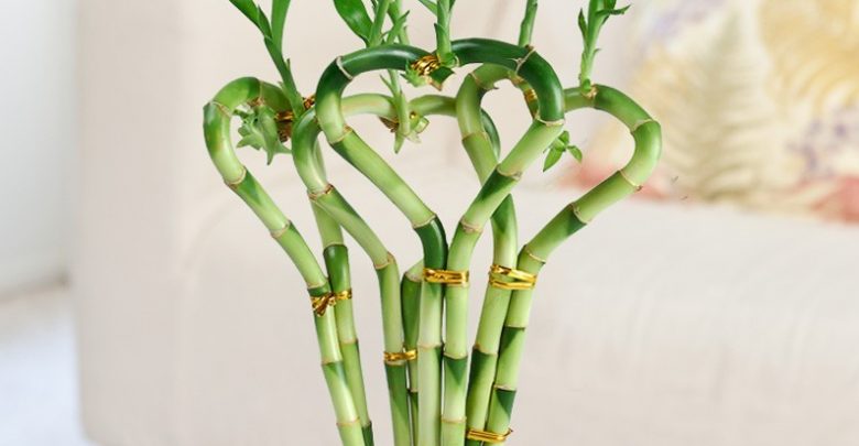 como plantar bambu da sorte